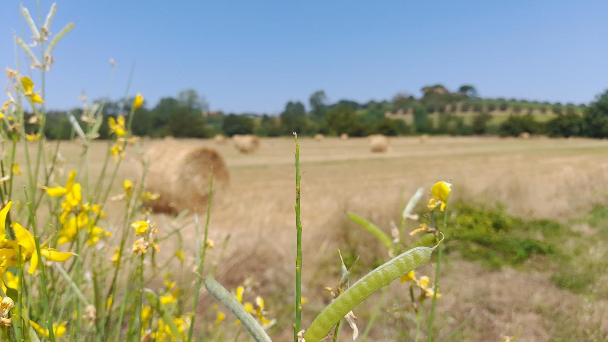 Montepulciano - La Casetta Del Pian Delle Noci Acquaviva  Luaran gambar